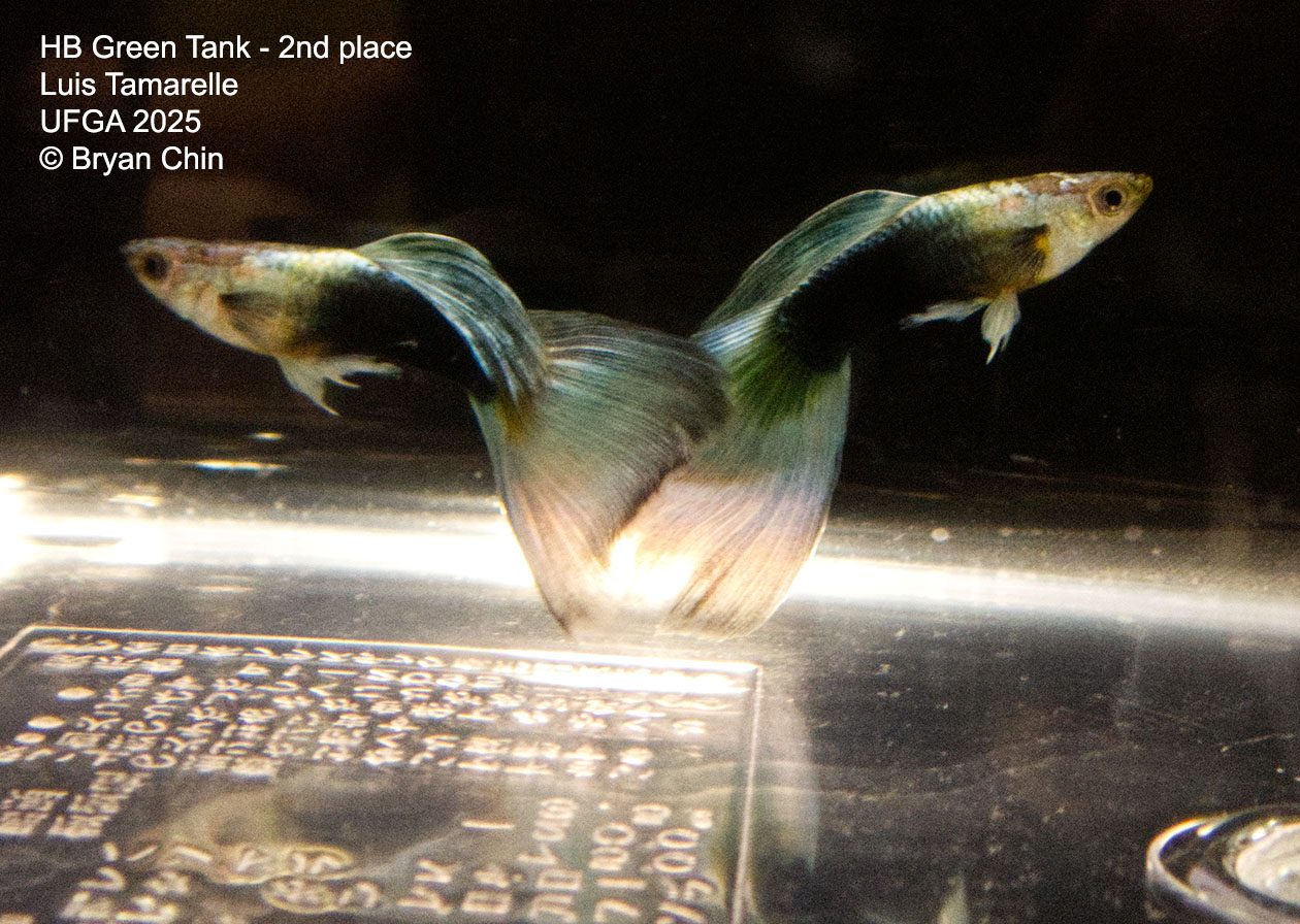 Guppy HB Green